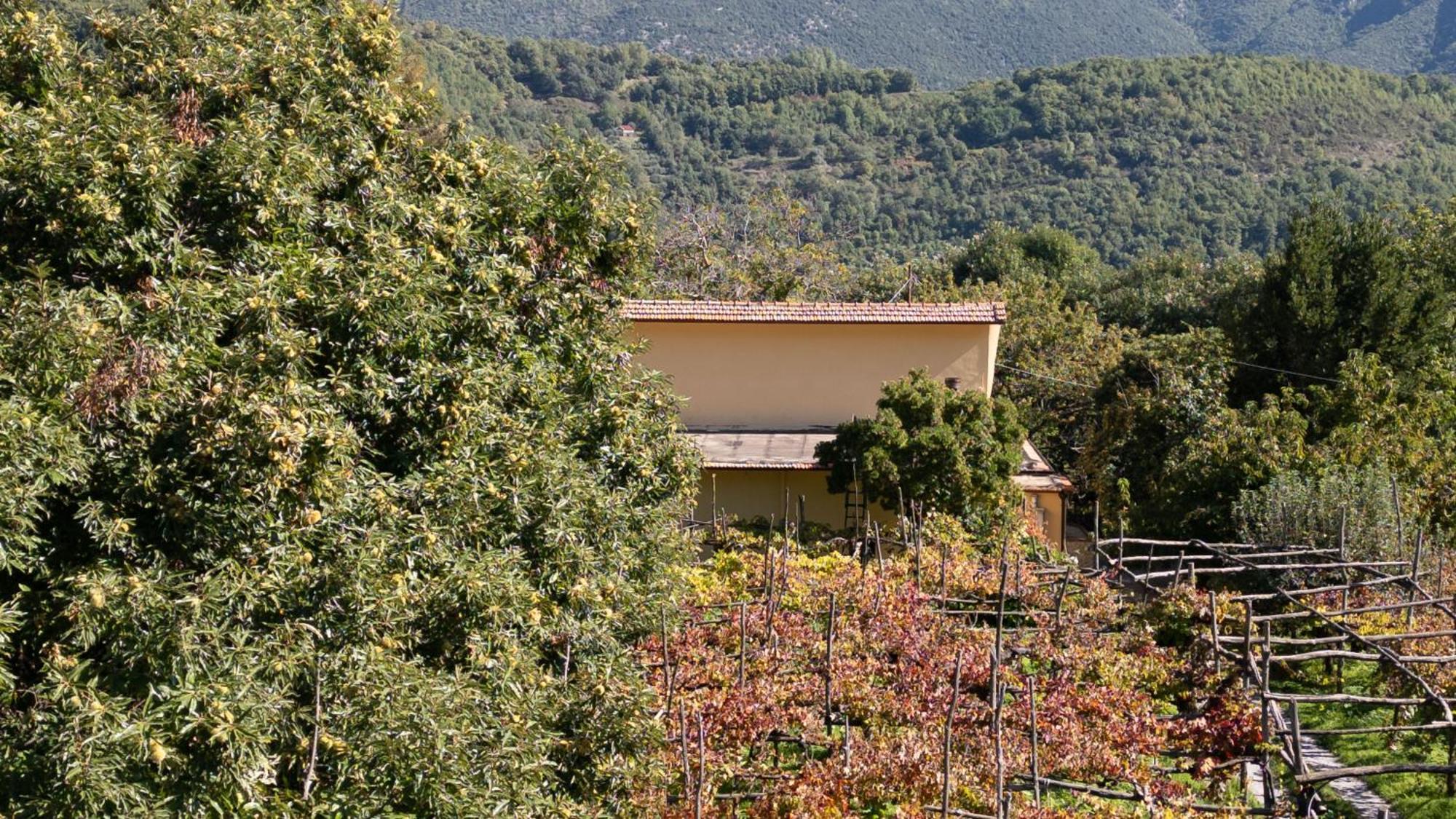 Casa Giordano Villa Tramonti Eksteriør billede