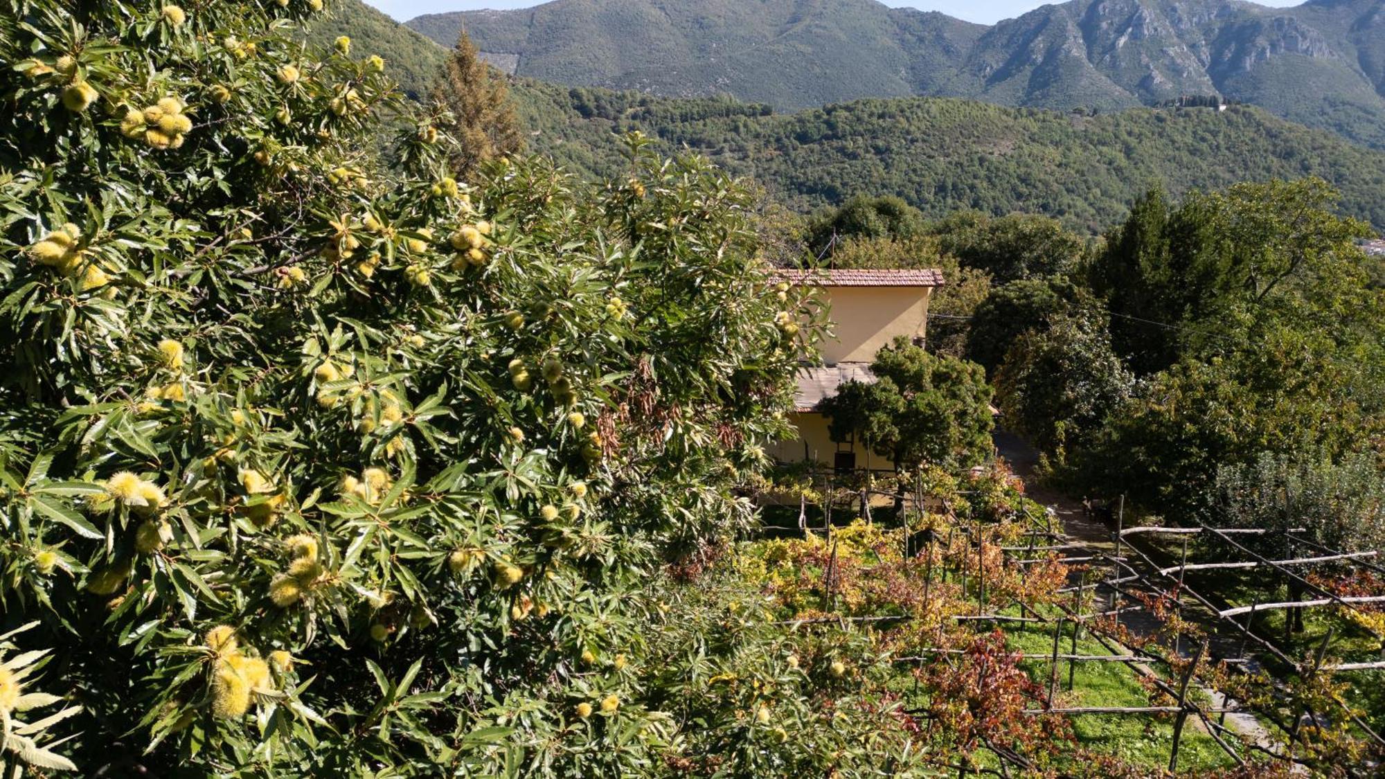 Casa Giordano Villa Tramonti Eksteriør billede